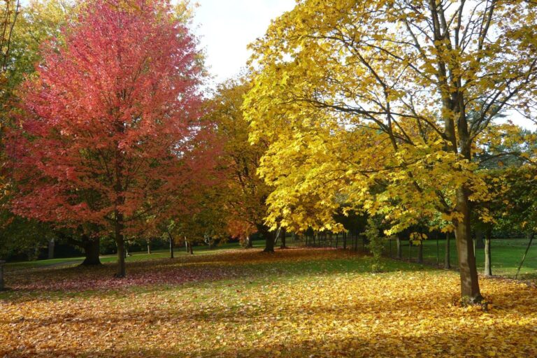 Autumn colour in the arboretum, West Lodge Park