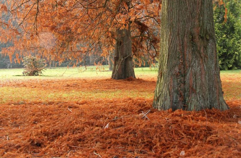 Fallen leaves beneath a large tree in the arboretum, West Lodge Park