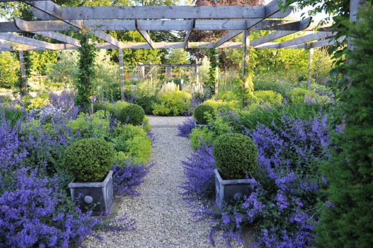 A gravel walk through the walled garden, edged with catmint and clipped box in planters, Wickham House